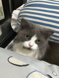 Close-up portrait of cat relaxing at home