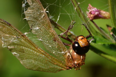 Close-up of spider on web