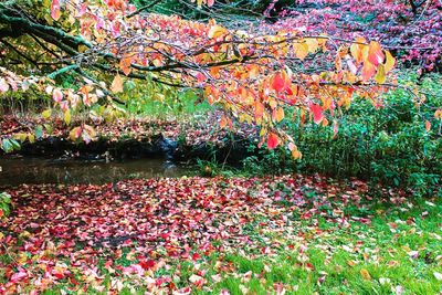 Autumn leaves in park