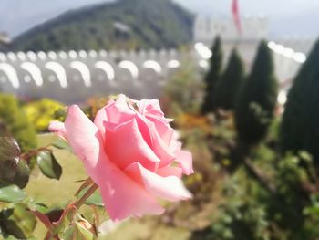 Close-up of pink rose blooming outdoors