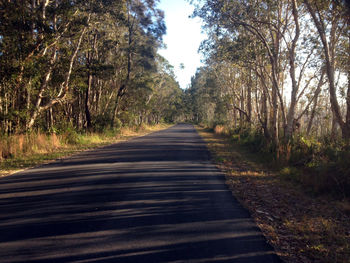 Road amidst trees in forest