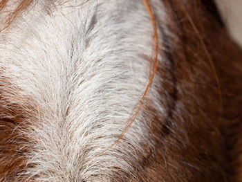 Close-up of horse head.  white stain on brown horse head