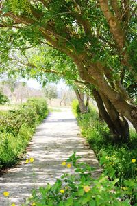 Walkway amidst trees