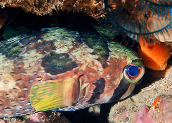 Close-up of fish swimming in sea