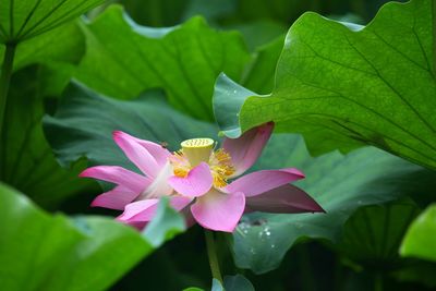Close-up of pink lotus water lily