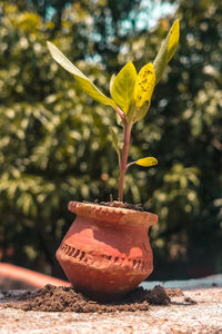 Newly grown seedlings change the beauty of the whole nature. world environment day.