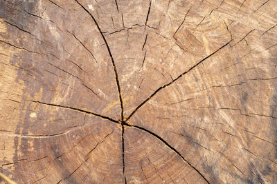 Full frame shot of tree stump