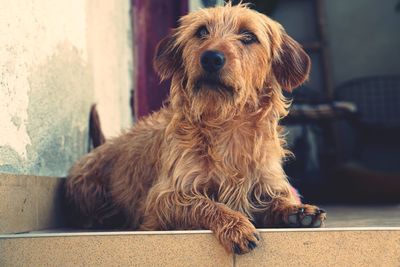 Portrait of dog sitting at home