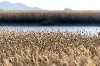 Close-up of wheat growing on field