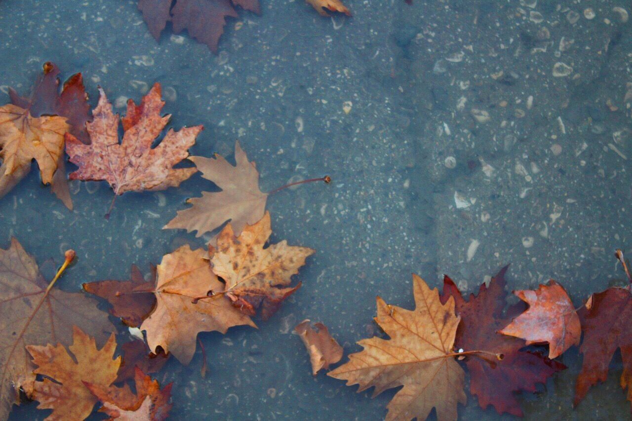 CLOSE-UP OF MAPLE LEAVES ON WATER