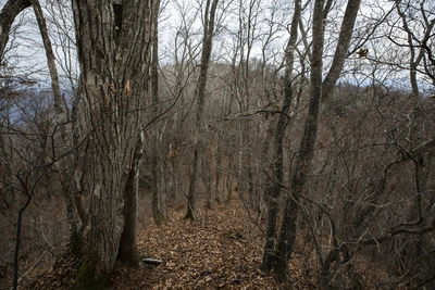 Bare trees in forest