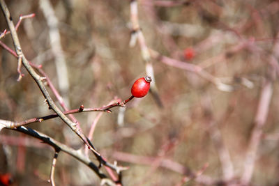 Close-up of red berries growing on tree during winter