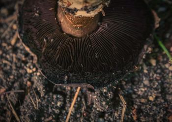 High angle view of mushroom growing in forest