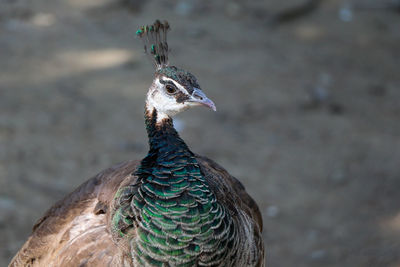 Close-up of peacock