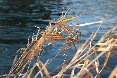 Close-up of dry plant in lake during winter