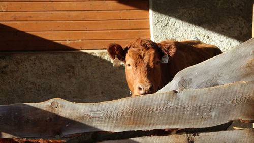 Cow in a pen