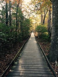 Boardwalk amidst trees in forest