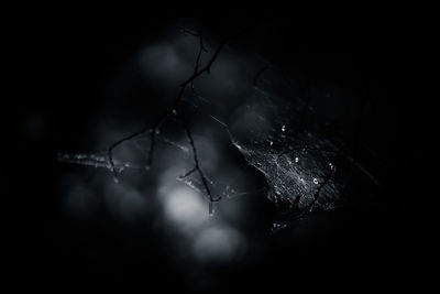 Close-up of wet spider web against black background