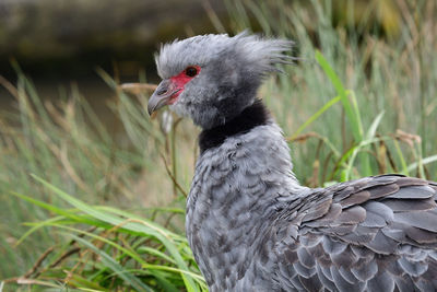 Close-up of bird looking away