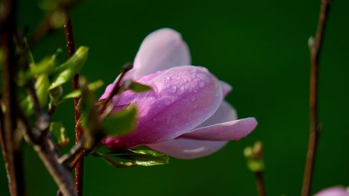 Close-up of purple flower