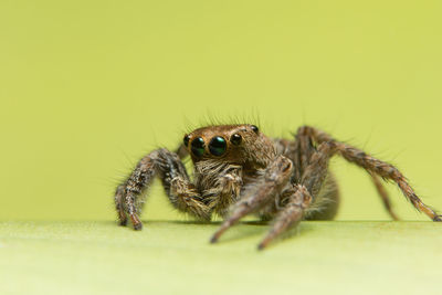 Close-up of spider