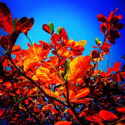 Low angle view of autumn leaves