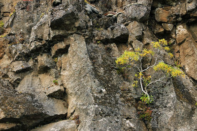 Close-up of lichen on rock