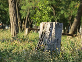 Trees on field