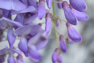 Close-up of purple flowering plant