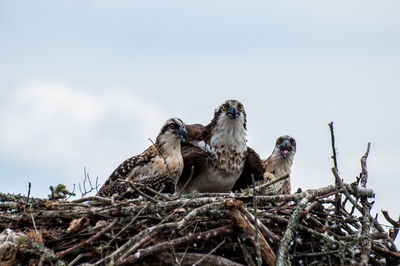 Low angle view of eagles perching against sky