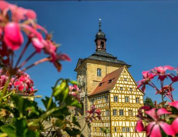 Low angle view of pink flowering plant against building