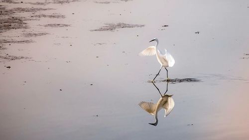 Bird in water