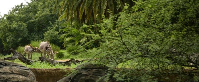 Panoramic view of tree