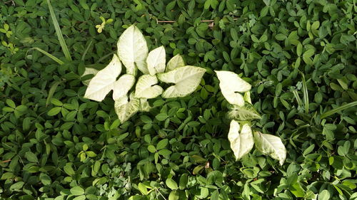 High angle view of white flowering plant leaves