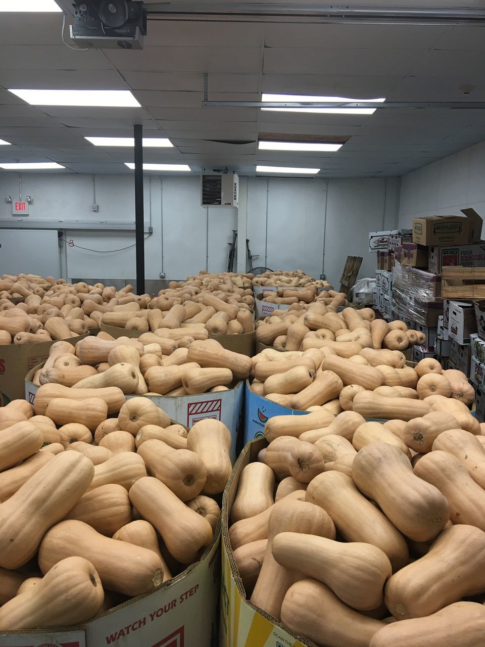 large group of objects, food and drink, abundance, freshness, food, for sale, retail, market, business, raw food, variation, choice, raw potato, arrangement, collection, order, illuminated, sack, heap, day, no people