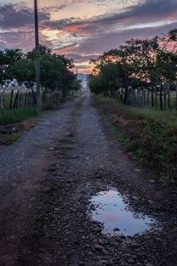 Reflection of trees in puddle on road