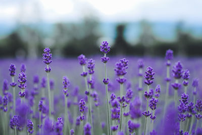 Close-up of purple flowering plants on field