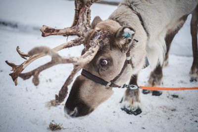 Close-up of deer