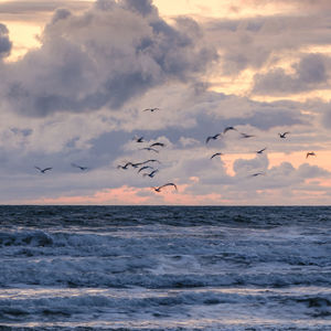 A flock of seagulls flying over the sea