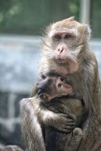 Mother monkey