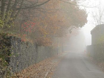 Road amidst trees during foggy weather