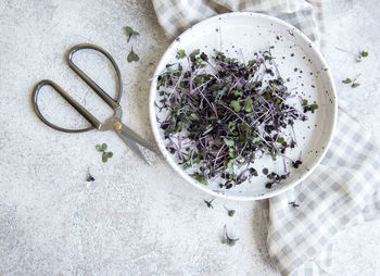 Micro greens. sprouted radish seeds. sprouting microgreens. seed germination at home. 