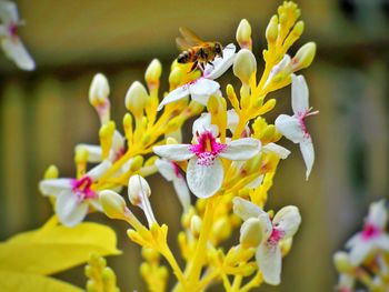 Close-up of bee on yellow flowers