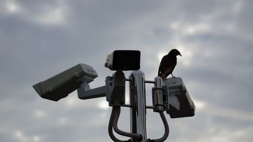 Low angle view of bird perching on cable against sky