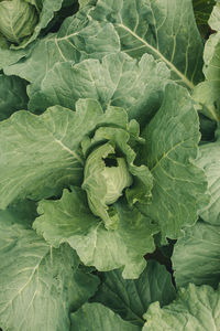 Full frame shot of green leaves