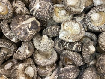 Full frame shot of dried mushrooms 