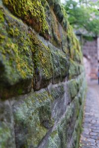 Close-up of moss on rock