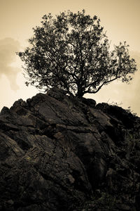 Low angle view of tree