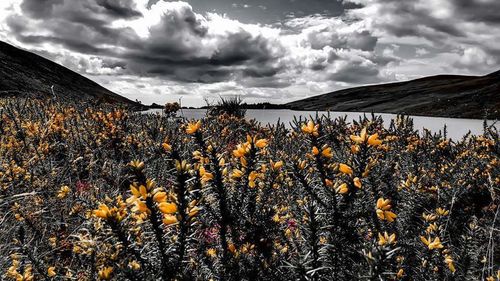 Scenic view of field against cloudy sky