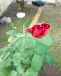 Close-up of red rose